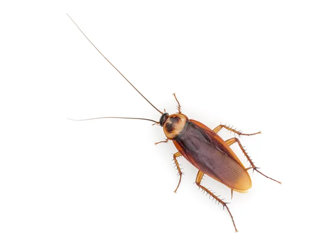 Barata-americana, Periplaneta americana