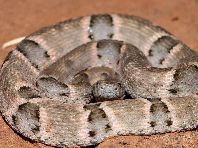 Jararaca, Bothrops