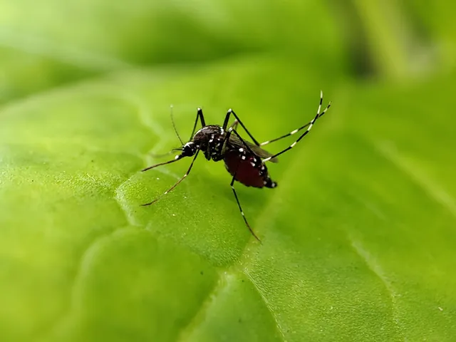 Mosquito da dengue, Aedes aegypti